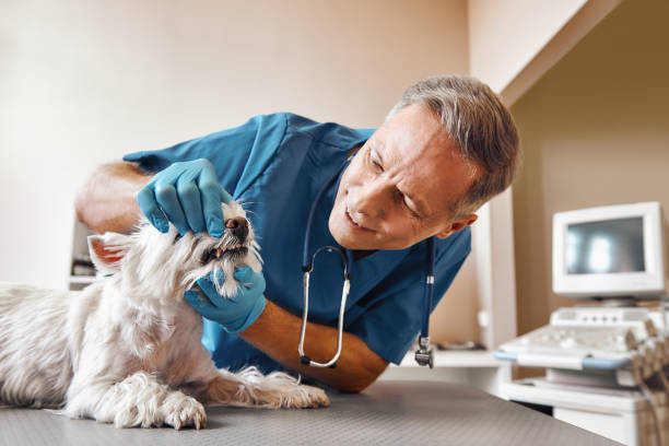 Best Emergency Dentist for Knocked-Out Tooth in Halifax, VA